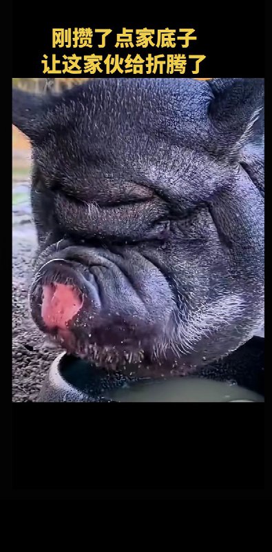 3月7日晚，一网友发布一张猪头图片，并配文：“刚攒了点家底，让这家伙给折腾了”网友们纷纷在评论区冲塔、讽刺习近平：“这货原来想要比肩太祖太宗，现在不吹牛逼了” “二百斤，经常在晚上七点钟看到它” “宰了他” “必须炖了这头猪” “活剥了它”目前，图片和评论已被抖音删除