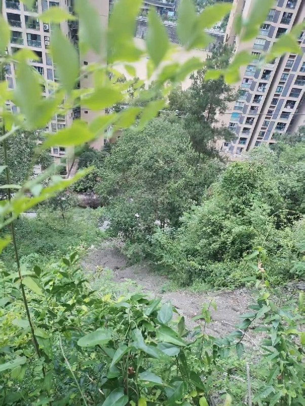 7月19日，重庆市彭水苗族土家族自治县文庙社区发布紧急通知称，依云水岸小区后山存在山体滑坡风险，要求相关区域居民立即转移避险