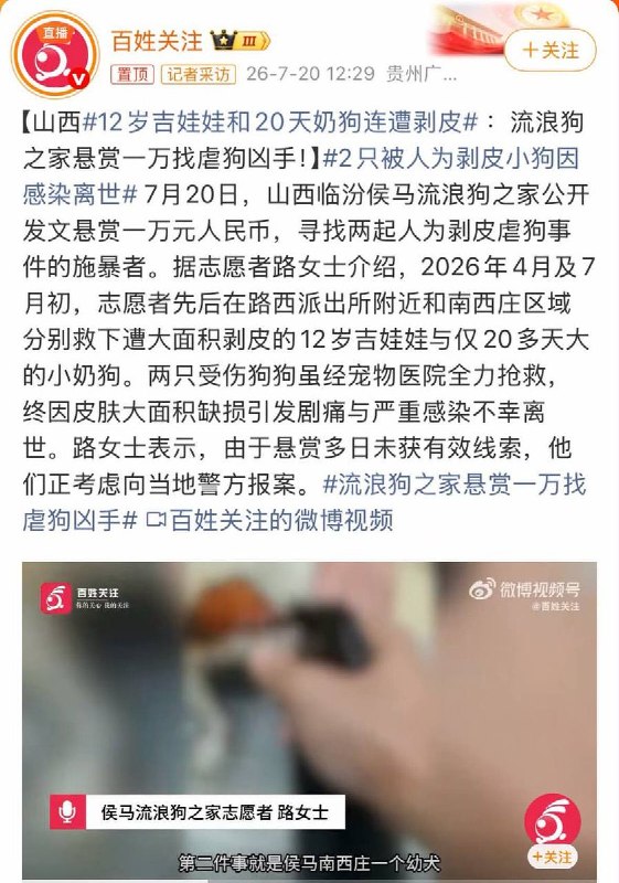 在旺旺引起全球关注之际，国内媒体又报道一起性质恶劣的虐狗事件：今年4月及7月初，山西12岁吉娃娃和20天奶狗连遭剥皮，两只受伤狗狗虽经宠物医院全力抢救，终因皮肤大面积缺损引发剧痛与严重感染不幸离世