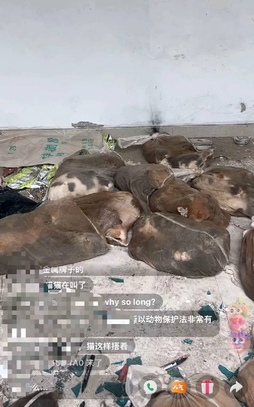 7月9日，江苏省苏州吴中区胥口镇马舍农贸市场，爱宠人士经过多日蹲守，截获捣毁了苏州偷猫团伙窝点，现场麻袋装着大量猫咪查看原文7月9日，江苏省苏州吴中区胥口镇马舍农贸市场，爱宠人士经过多日蹲守，截获捣毁了苏州偷猫团伙窝点，现场麻袋装着大量猫咪查看原文