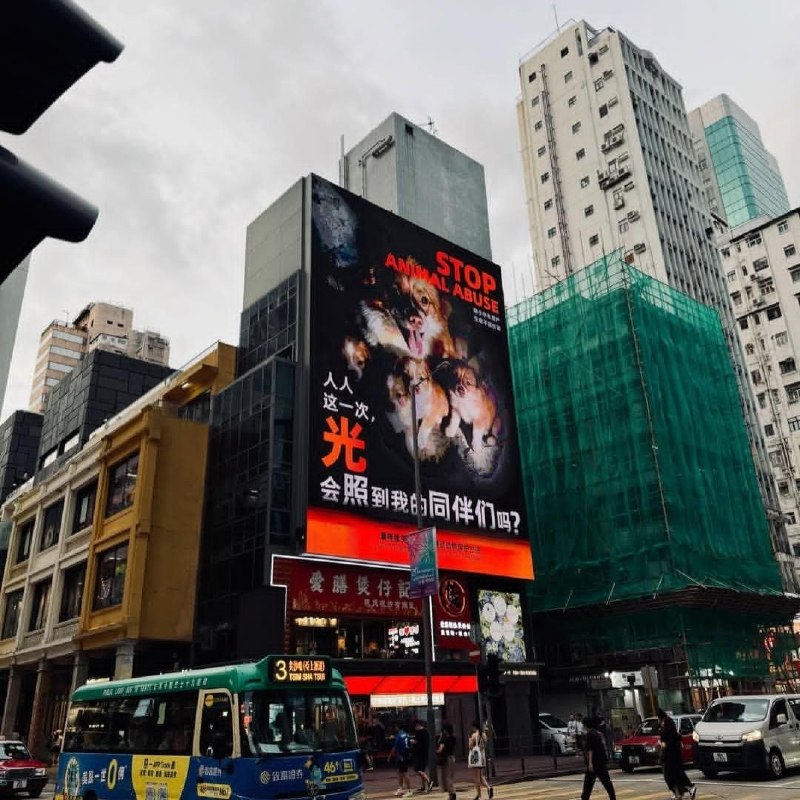 后续：近日，全国多地爱心网友和商家自发组织，在纽约时代广场、香港旺角、厦门、山东潍坊、深圳、杭州等地的户外大屏、商场大屏及健身房广告位，投放受害小狗“旺旺”及其幼崽的公益宣传画面