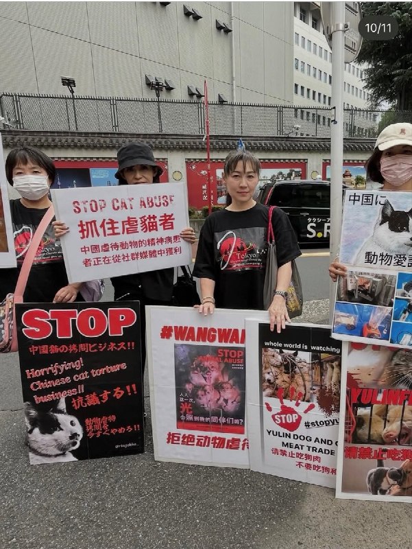 “抓住虐猫者”：动物保护人士在中国驻日使馆前抗议，要求立法10月20日，动物保护人士在日本东京中国大使馆前集会，要求中国停止虐待动物、终止犬猫肉交易，并制定动物保护法