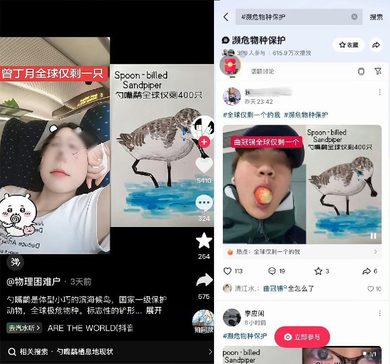 近日，广西北海市西场镇修建公路，但该公路直接穿越全国一级保护动物勺嘴鹬的栖息地，据了解，目前勺嘴鹬全球仅存约600只