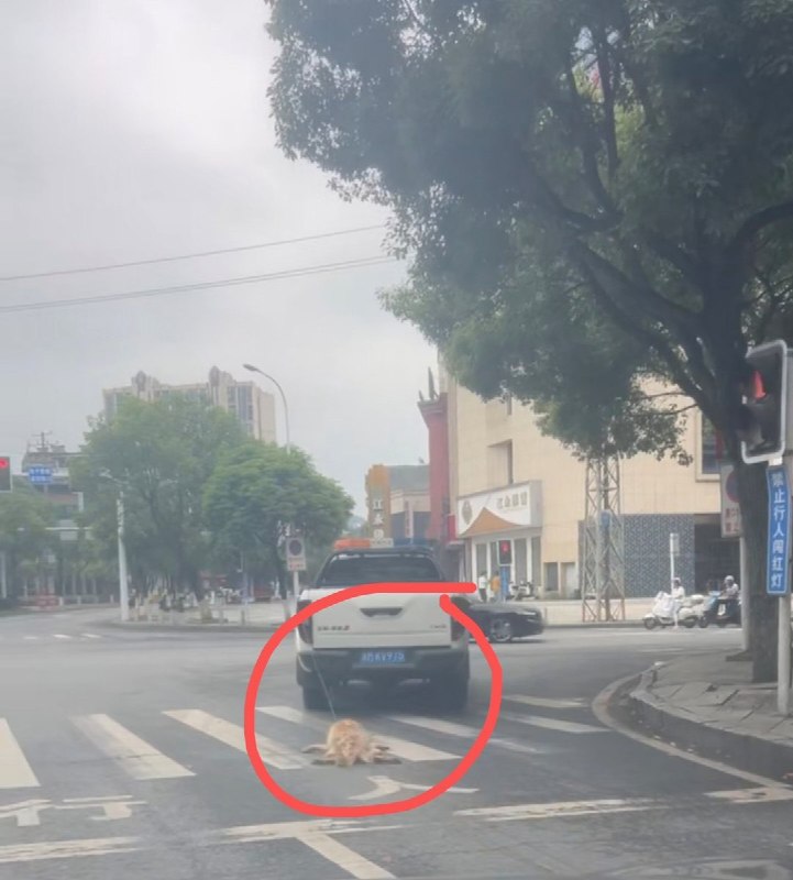 湖南江永城管执法车拖行犬只致死，官方称工作人员违规操作5月28日上午，湖南江永县城管部门接群众举报称，金龙公园有无主犬只尾随追人