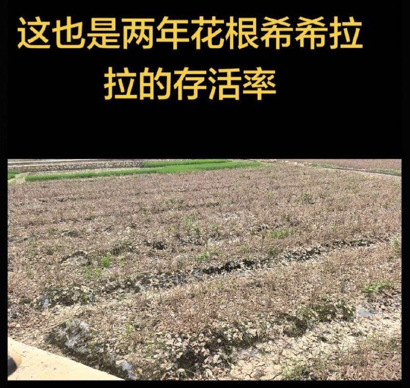 广西横州茉莉花田洪灾后大面积枯死8月7日，广西横州有花农上传当地茉莉花田的灾后画面