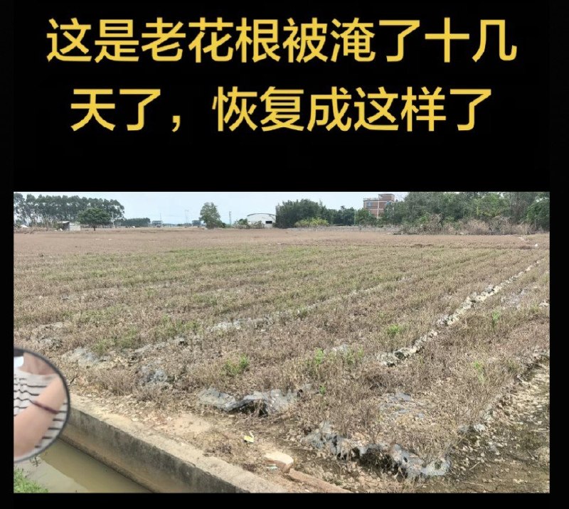 广西横州茉莉花田洪灾后大面积枯死8月7日，广西横州有花农上传当地茉莉花田的灾后画面