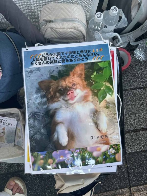 日本街头，热心网友们声援广东揭阳流浪小狗“旺旺”查看原文📝 引用推文:近日，广东揭阳流浪狗“旺旺”遭虐杀事件持续引发关注