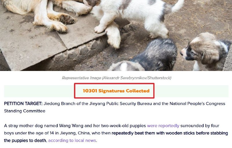 【揭阳虐狗事件】中国迟迟不立法，中国网友为旺旺向海外组织寻求声援7月17日，意大利国际动物保护组织OIPA表示，在收到来自意大利、欧洲及其他国家的100多份举报和求助后，已正式致函中国有关部门及驻外机构，要求中国公开说明揭阳“旺旺”虐杀事件的处理措施，并建立针对流浪动物和伴侣动物的全国性法律保护框架