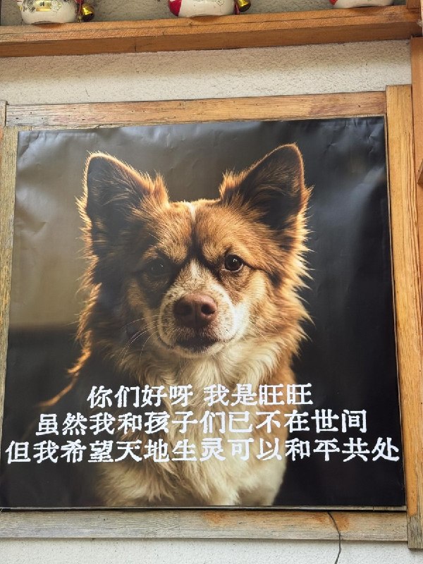 【广东揭阳小狗旺旺】大连一居酒屋张贴多语种反虐待动物海报7月29日，有网友在大连旅行时发现，一家居酒屋在店内外张贴多张反虐待动物海报，部分海报还配有与旺旺事件有关的照片