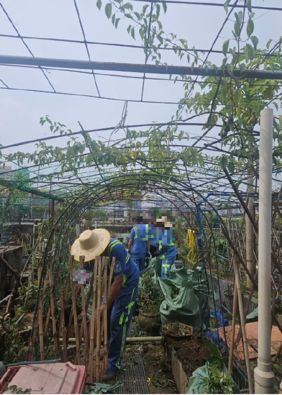 防蚊灭蚊，先把几十年的花园“灭”了近日，广东省广州市当地开展第二轮天台整治行动
