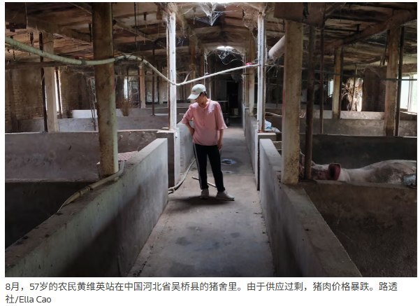 中国肉奶过剩转向低价出口，河北猪农负债7.5万美元、只剩10头猪据路透社10月15日报道，中国肉奶生产持续扩张，国内需求却未能跟上，大型企业正通过低价出口寻找销路