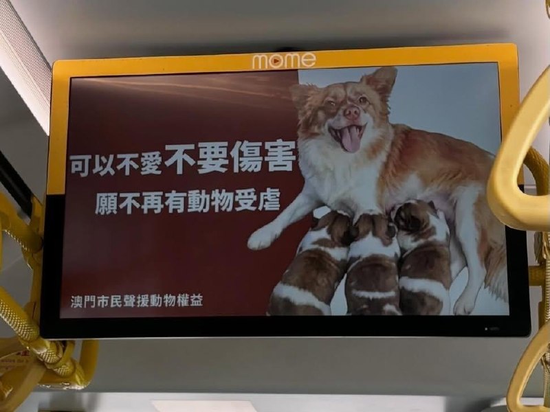 7月22日，有网友拍到，澳门巴士（公车）的车载屏幕上也出现了声援“旺旺”的公益广告