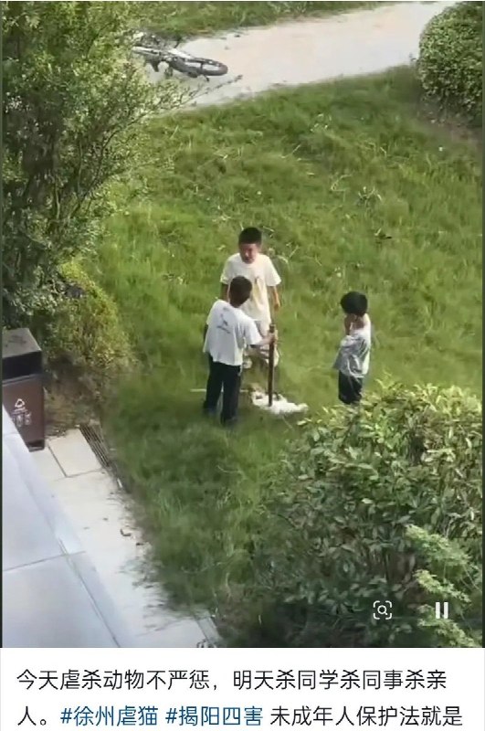 7月14日，江苏徐州一小区内，三名男孩围住一只白猫，其中一人手持棍棒反复击打，白猫最终死亡