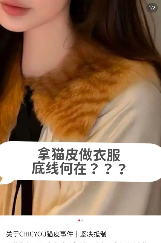 200万粉丝女装店标注“狸花猫背部毛皮”10月10日，拥有200多万粉丝的淘宝女装店CHICYOU被网友发现，毛领商品页标注“100%狸花猫猫毛皮”，工艺介绍写明使用狸花猫背部毛皮，还描述“本色不染色”“底绒密实”