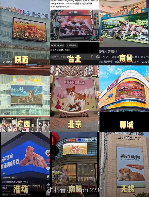 后续：全国各地的电子大屏均出现“禁止虐待动物”的公益宣传