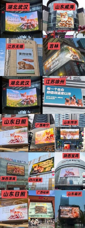 近日，广东揭阳流浪狗“旺旺”遭虐杀事件持续引发关注