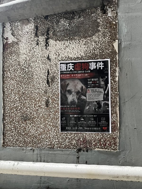 6月10日，重庆“山姆打包哥”虐狗抗议有网友去其他的城市张贴、分发宣传海报查看原文6月10日，重庆“山姆打包哥”虐狗抗议有网友去其他的城市张贴、分发宣传海报查看原文