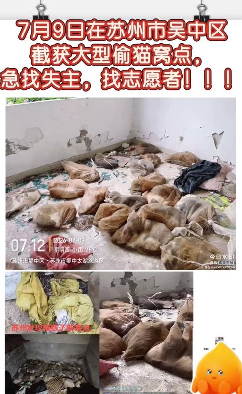 7月9日，江苏省苏州吴中区胥口镇马舍农贸市场，爱宠人士经过多日蹲守，截获捣毁了苏州偷猫团伙窝点，现场麻袋装着大量猫咪查看原文7月9日，江苏省苏州吴中区胥口镇马舍农贸市场，爱宠人士经过多日蹲守，截获捣毁了苏州偷猫团伙窝点，现场麻袋装着大量猫咪查看原文