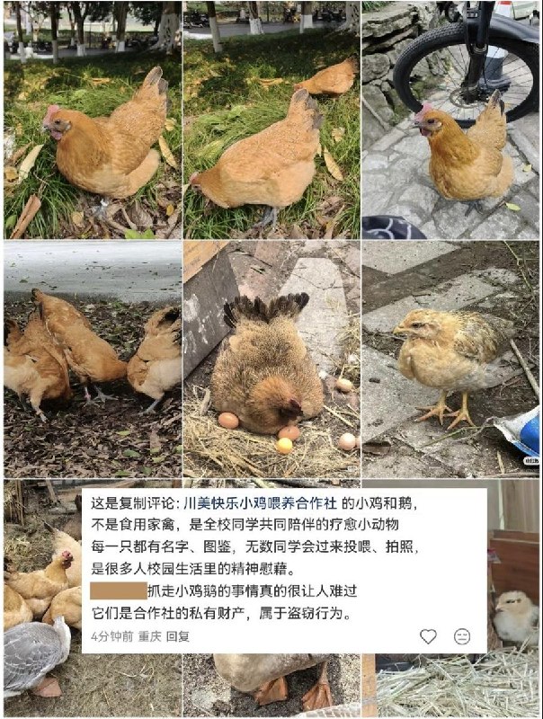 网友投稿：近日，四川美术学院作为疗愈动物饲养的鸡和鹅被农民工偷走吃掉