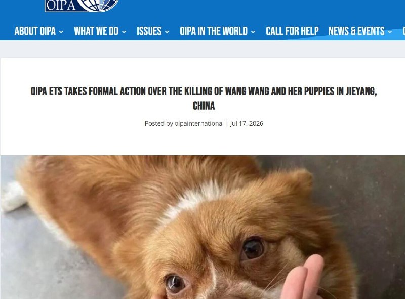 【揭阳虐狗事件】中国迟迟不立法，中国网友为旺旺向海外组织寻求声援7月17日，意大利国际动物保护组织OIPA表示，在收到来自意大利、欧洲及其他国家的100多份举报和求助后，已正式致函中国有关部门及驻外机构，要求中国公开说明揭阳“旺旺”虐杀事件的处理措施，并建立针对流浪动物和伴侣动物的全国性法律保护框架