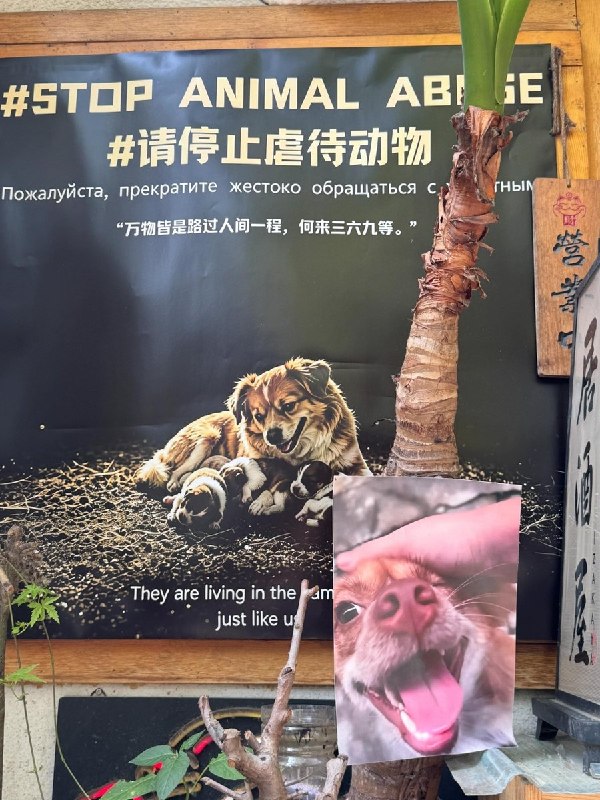 【广东揭阳小狗旺旺】大连一居酒屋张贴多语种反虐待动物海报7月29日，有网友在大连旅行时发现，一家居酒屋在店内外张贴多张反虐待动物海报，部分海报还配有与旺旺事件有关的照片