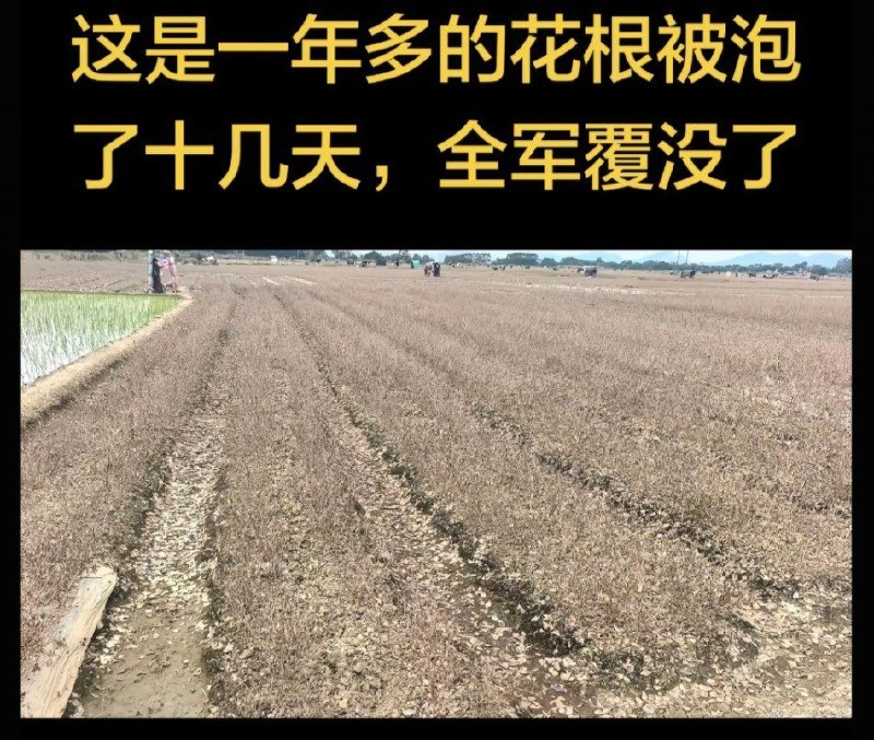 广西横州茉莉花田洪灾后大面积枯死8月7日，广西横州有花农上传当地茉莉花田的灾后画面
