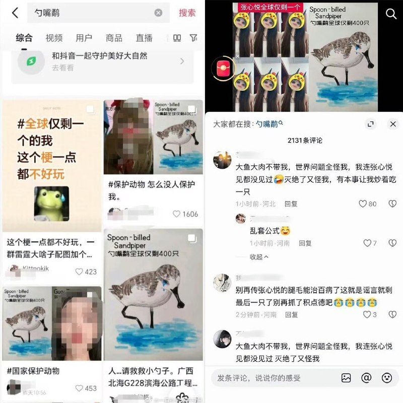 近日，广西北海市西场镇修建公路，但该公路直接穿越全国一级保护动物勺嘴鹬的栖息地，据了解，目前勺嘴鹬全球仅存约600只